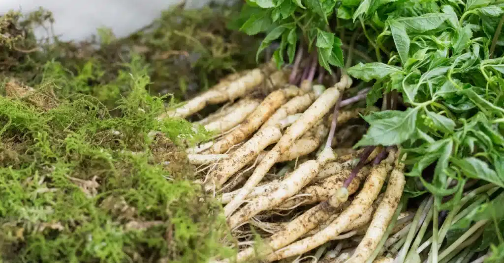 Panax ginseng