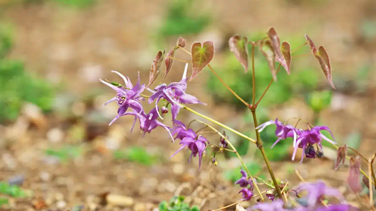 does horny goat weed really work