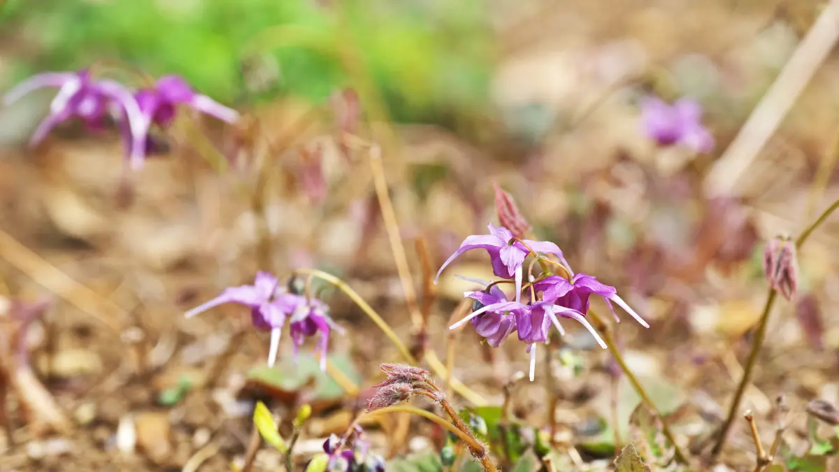 horny goat weed