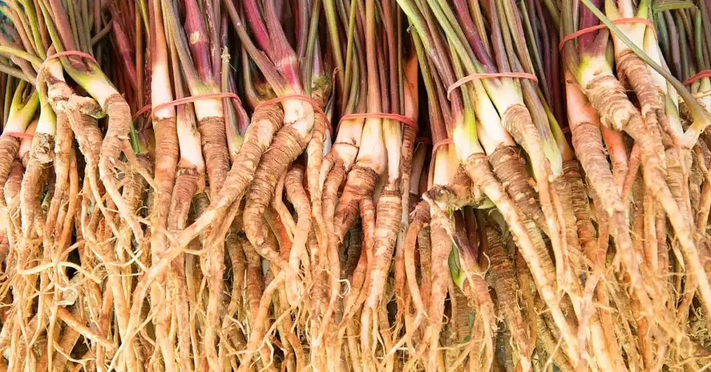 Dong Quai (female ginseng)