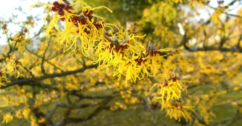 Witch Hazel (helps to reduce the inflammation)