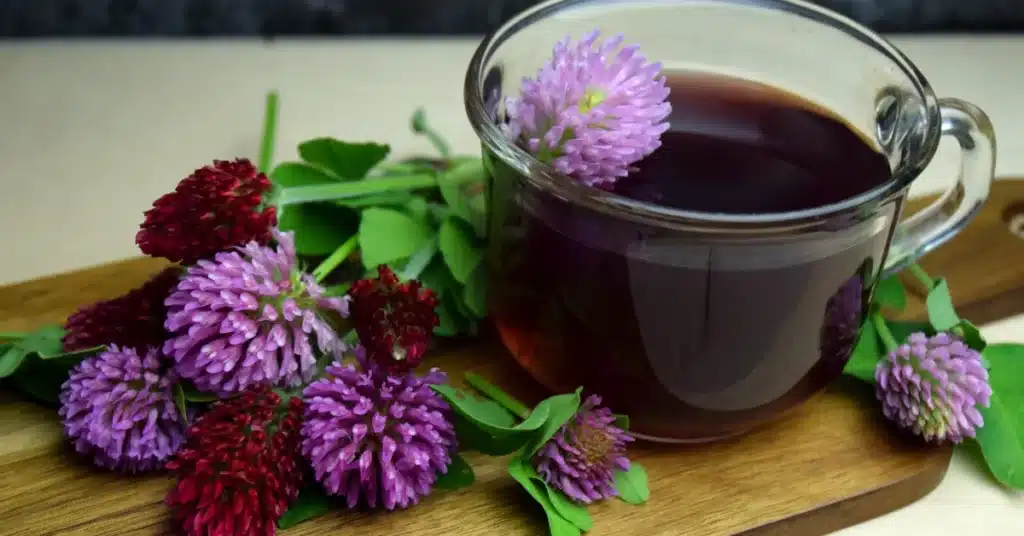 Red Clover