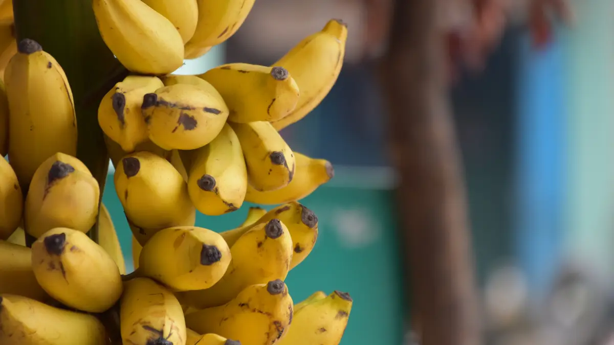 are bananas good for pcos