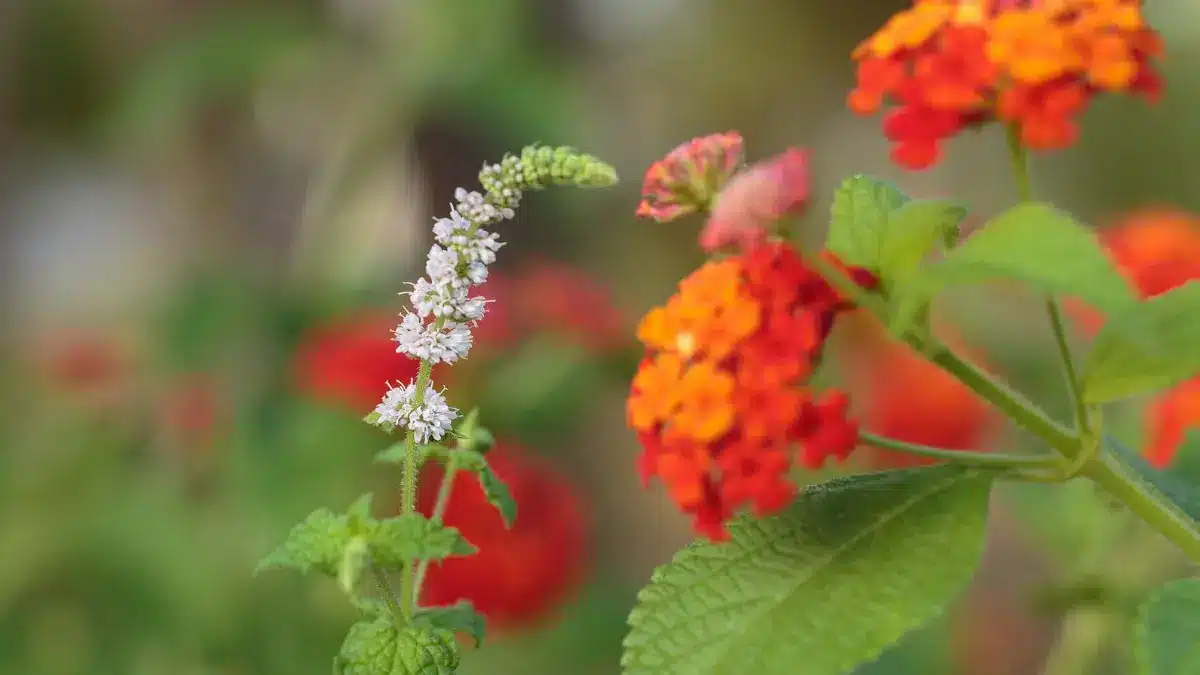 herbs for menopause