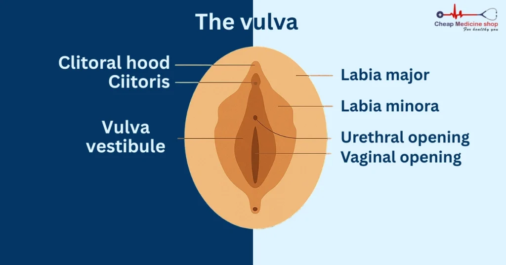 Clitoris diagram with labels explaining its main pleasure areas